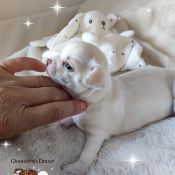 chiot Chihuahua Poil Court Creme Tabatha Charlotte's Doggy