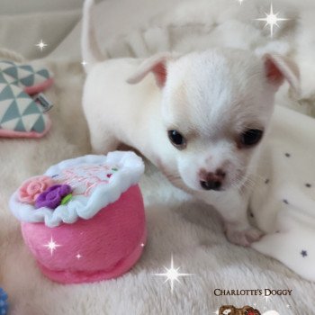 chiot Chihuahua Poil Court Creme Tabatha Charlotte's Doggy