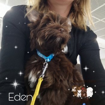 chiot Yorkshire terrier Eden Hall Charlotte's Doggy