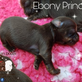 chiot Yorkshire terrier Ebony Princess Charlotte's Doggy