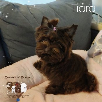 chiot Yorkshire terrier Tiara Charlotte's Doggy