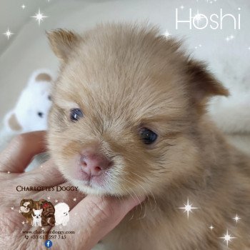 chiot Spitz allemand Merle chocolat Hoshi Charlotte's Doggy