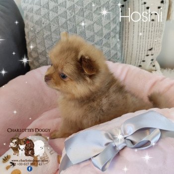 chiot Spitz allemand Merle Hoshi Charlotte's Doggy