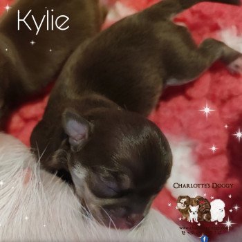 chiot Chihuahua Poil Court Chocolat tan Kylie Charlotte's Doggy