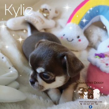 chiot Chihuahua Poil Court Chocolat tan Kylie Charlotte's Doggy
