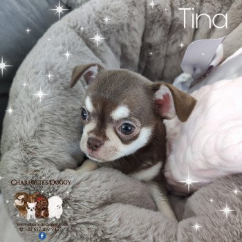 chiot Chihuahua Poil Court Chocolat tan Tina Charlotte's Doggy