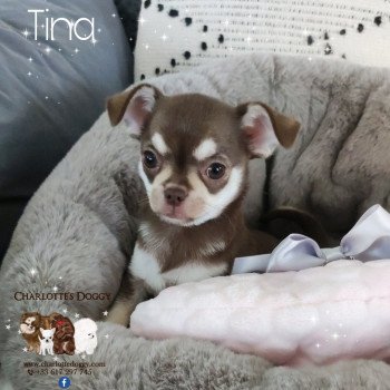chiot Chihuahua Poil Court Chocolat tan Tina Charlotte's Doggy