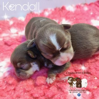 chiot Chihuahua Poil Court Choco tan blanc Kendall Charlotte's Doggy