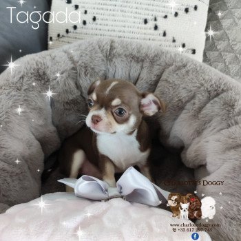 chiot Chihuahua Poil Court Choco tan blanc Tagada Charlotte's Doggy