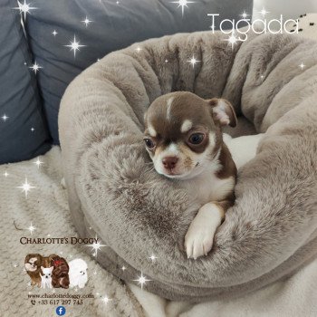 chiot Chihuahua Poil Court Choco tan blanc Tagada Charlotte's Doggy