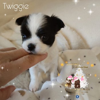 chiot Chihuahua Poil Long Noir et blanc Twiggie Charlotte's Doggy