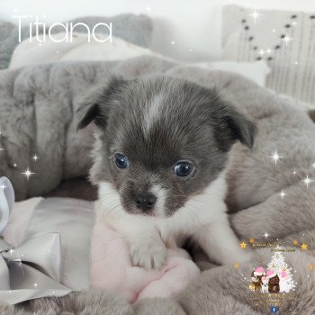 chiot Chihuahua Poil Long Bleu et blanc Titiana Charlotte's Doggy