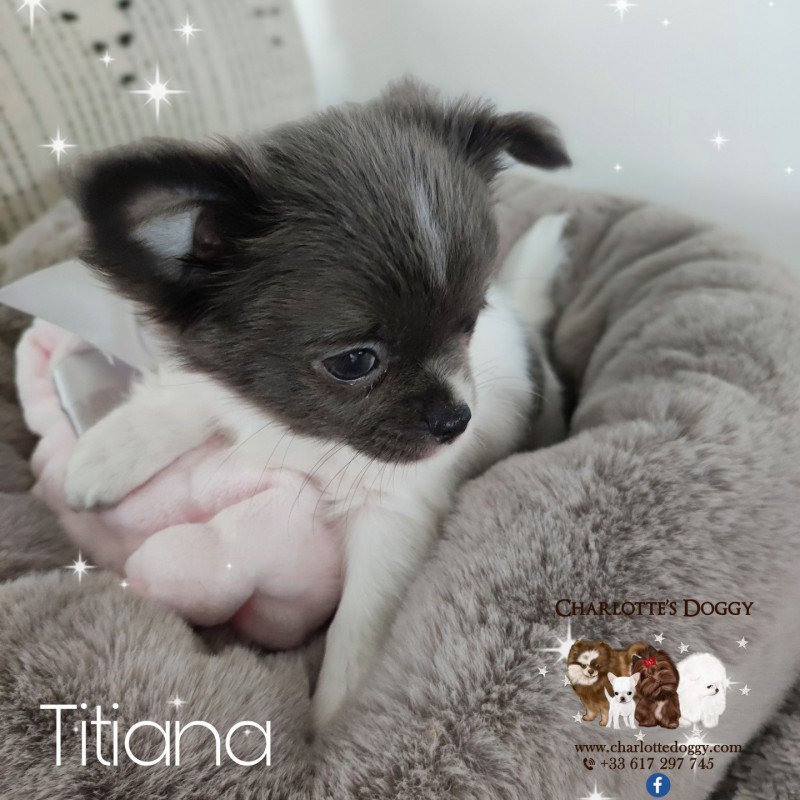 Titiana Femelle Chihuahua Poil Long