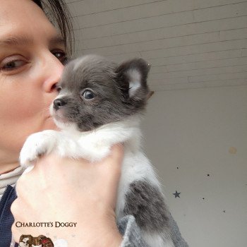 chiot Chihuahua Poil Long Bleu et blanc Titiana Charlotte's Doggy