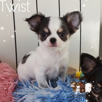 chiot Chihuahua Poil Long Bleu tan et blanc Twist Charlotte's Doggy