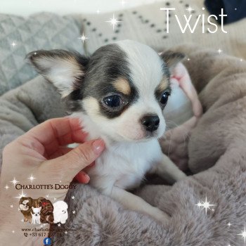 chiot Chihuahua Poil Long Bleu tan et blanc Twist Charlotte's Doggy