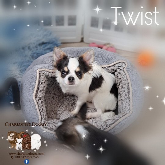 Twist Mâle Chihuahua Poil Long