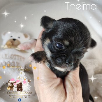 chiot Chihuahua Poil Long Noir et feu panachée de blanc Thelma Charlotte's Doggy