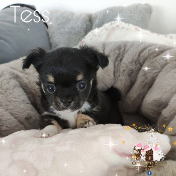 chiot Chihuahua Poil Long Noir et feu panachée de blanc Tess Charlotte's Doggy