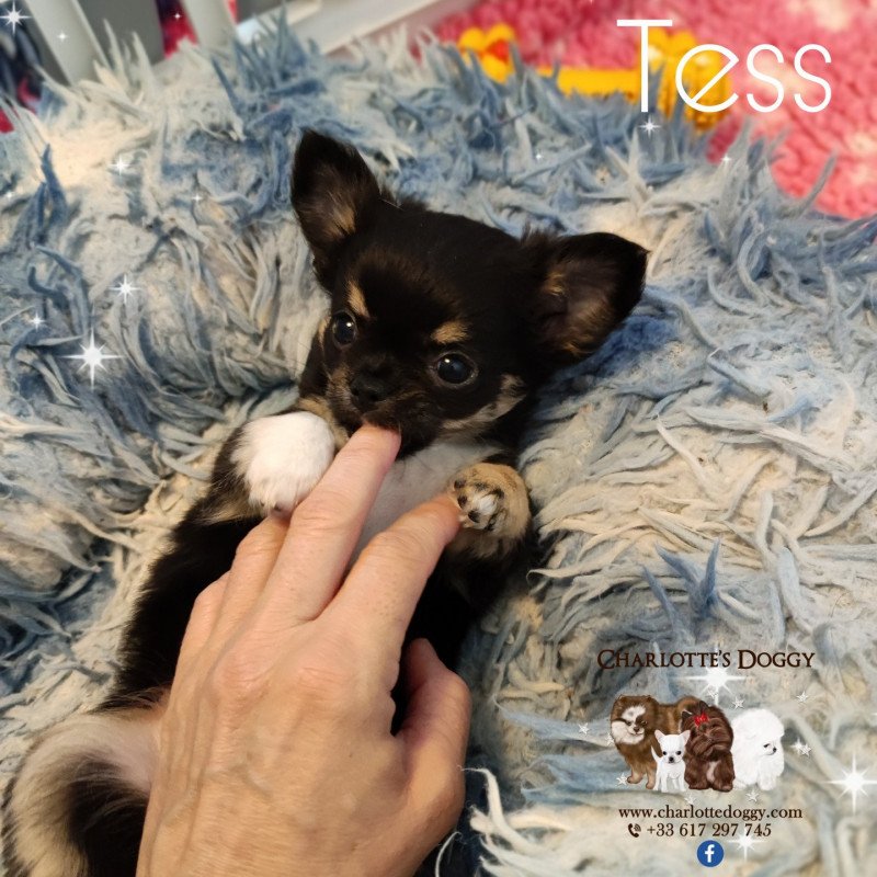 Tess Femelle Chihuahua Poil Long