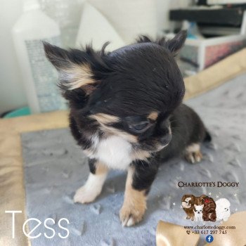 chiot Chihuahua Poil Long Noir et feu panachée de blanc Tess Charlotte's Doggy