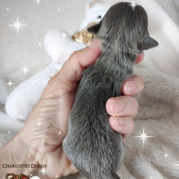 chiot Chihuahua Poil Long Lavande tan ou bleu fawn Tiffany Charlotte's Doggy