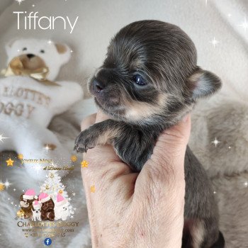 chiot Chihuahua Poil Long Bleu fawn Tiffany Charlotte's Doggy