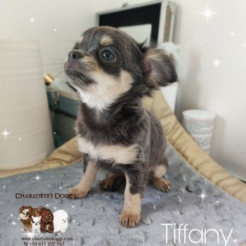 chiot Chihuahua Poil Long Bleu tan Tiffany Charlotte's Doggy