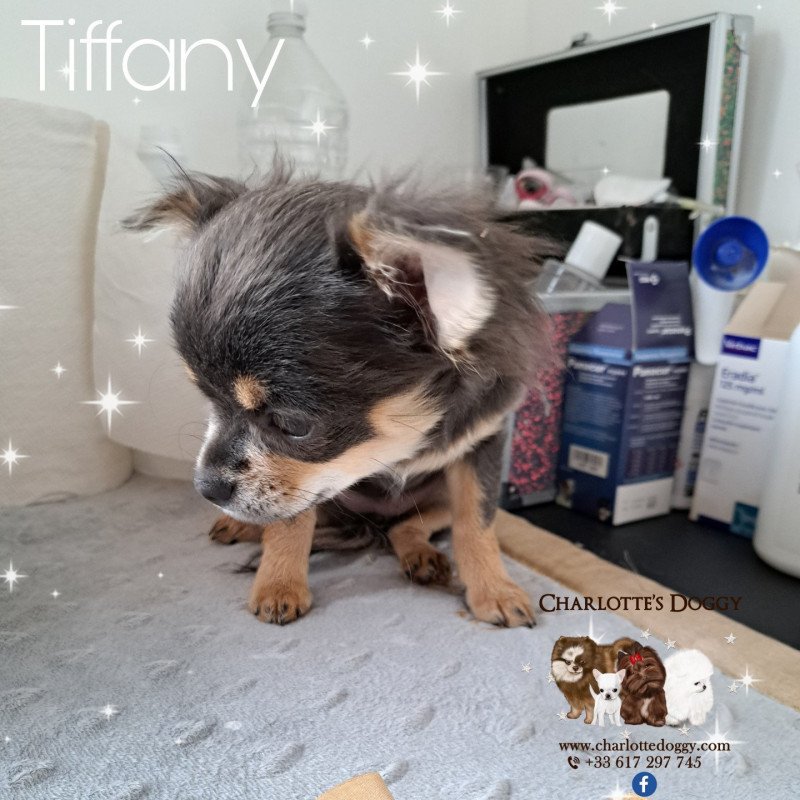 Tiffany Femelle Chihuahua Poil Long