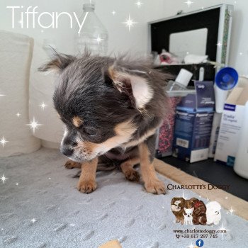 chiot Chihuahua Poil Long Bleu tan Tiffany Charlotte's Doggy