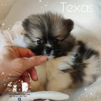 chiot Spitz allemand Blanc fauve Texas Charlotte's Doggy