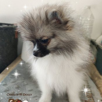 chiot Spitz allemand Blanc fauve Texas Charlotte's Doggy