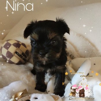 chiot Yorkshire terrier Nina Charlotte's Doggy