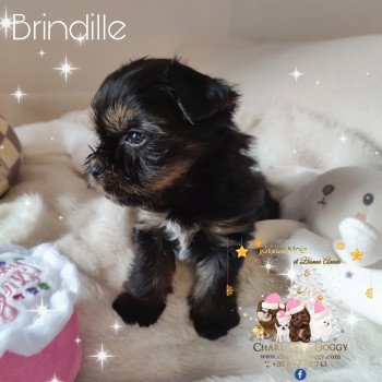 chiot Yorkshire terrier Brindille Charlotte's Doggy