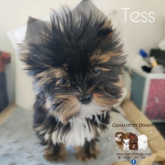 Tess 2 Femelle Yorkshire terrier