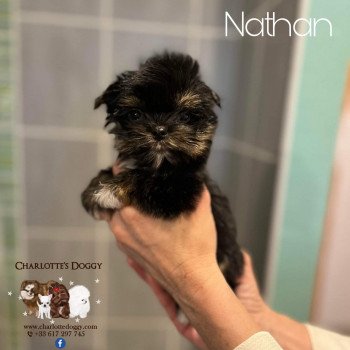 chiot Yorkshire terrier Noir et feu plastron blanc Nathan Charlotte's Doggy