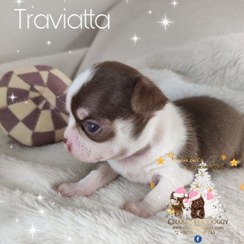 chiot Chihuahua Poil Court Chocolat tricolore Traviatta Charlotte's Doggy