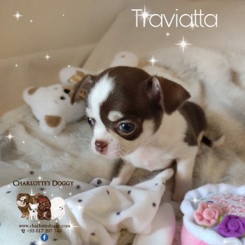 chiot Chihuahua Poil Court Chocolat tricolore Traviatta Charlotte's Doggy