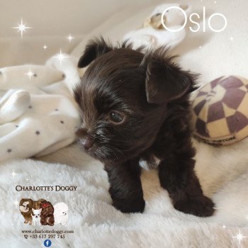 chiot Yorkshire terrier Chocolat Oslo Charlotte's Doggy