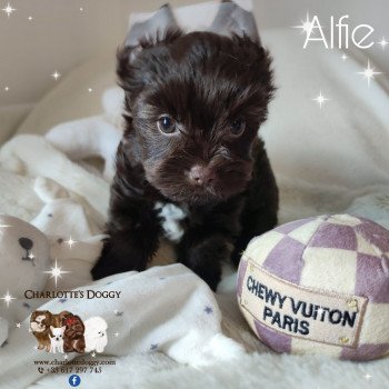 chiot Yorkshire terrier Chocolat Alfie Charlotte's Doggy