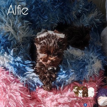chiot Yorkshire terrier Chocolat Alfie Charlotte's Doggy