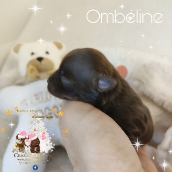 chiot Yorkshire terrier Chocolat Ombeline Charlotte's Doggy