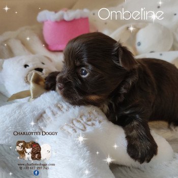 chiot Yorkshire terrier Chocolat Ombeline Charlotte's Doggy