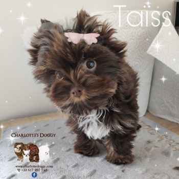 chiot Yorkshire terrier Chocolat Taïss Charlotte's Doggy