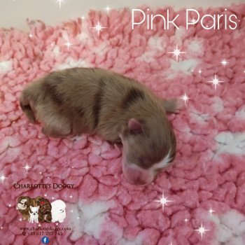 chiot Spitz allemand Pink Paris Charlotte's Doggy