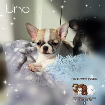 chiot Chihuahua Poil Court Blanc sable Uno Charlotte's Doggy
