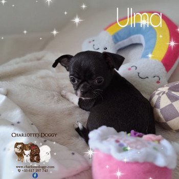 chiot Chihuahua Poil Court Noire panachée de blanc Ulma Charlotte's Doggy