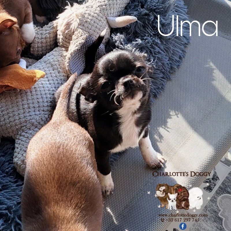 Ulma Femelle Chihuahua Poil Court