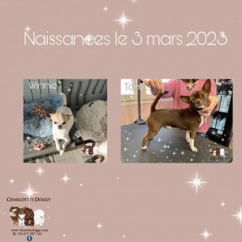 chiot Chihuahua Poil Court Blanc et chocolat Charlotte's Doggy