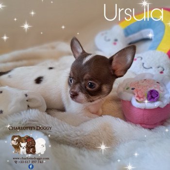 chiot Chihuahua Poil Court Blanc chocolat tan Ursula Charlotte's Doggy